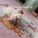 베리하우스 켄넬 이미지