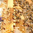 꿀벌약국 이미지