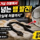 이불속에 뱀이..... 이미지
