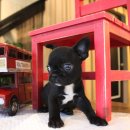 도그스퀘어 이미지