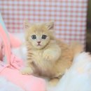 부산고양이분양 그린캣 이미지