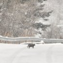 별하담 | 강원도 영월 독채 펜션 별하담 D동 불멍 &amp; 바베큐 후기 (+ 폭설 온 날, 제설o)