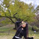 보석사   은행나무 이미지