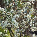 안산 식물원 이미지