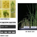 귀농영농 새롬 품종- BT 이용, 줄무늬잎마름병에 강한 벼 개발 이미지