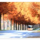 진안 메타세쿼이아길 | 가을 단풍이 절정인 진안 모래재 메타세콰이어 길, 아쉬움이 남는 출사 후기