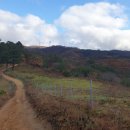 풍차랑 허브랑 이미지