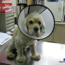 정종합동물병원 이미지