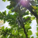 조제농장 이미지