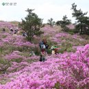 2019년 서호 산악회 5월 5일(일요일) 전남보성 일림산 철쭉 정기산행 이미지