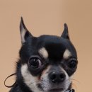 살롱드독 이미지