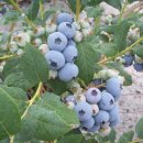 흥농종묘농약사 이미지