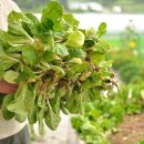 청룡오리돈돈 이미지