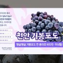 맛보고 농수축산신문