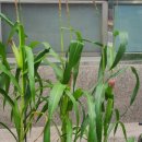 리송차이나 이미지