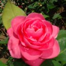 기철농장 이미지