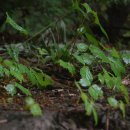 삼성암밑 이미지