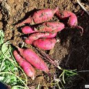 비암농장 이미지