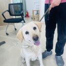 효성카클리닉 이미지