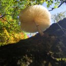 오리궁뎅이 이미지