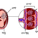 서초중앙로8길 24 | 임신 11주) 기형아검사 (서초 함춘 융모막검사 후기, 결과)