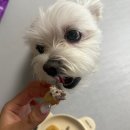 재화애견수제간식 이미지