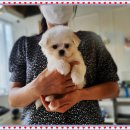 마마스미독 강아지분양 인천점 이미지