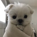 떡볶이스타 이미지