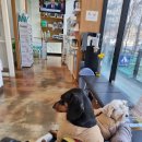 신원동물메디컬센터 이미지