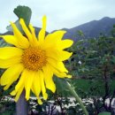 나무집 펜션 이미지