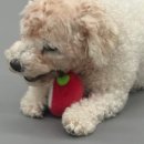 퍼피's 데이 이미지