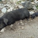 고급육생산목장 이미지