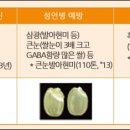 밥이보약이야 Daum카페