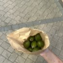 히너 | [오클랜드삶] 박쯰영이랑 데본포트 Devon port (*´∀｀*)ﾉ｡+ﾟ *｡