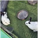 딩동댕애견스파풀빌라 이미지