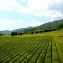 보성장식 이미지