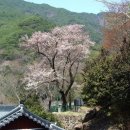 4월 9일 탄생화 벚나무 이미지