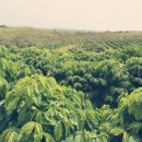 명성2농장 이미지