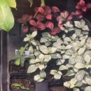 책상 위의 작은 정원, 테라리움 만들기 | 나혼자산다 아나운서 보고 휘토니아 화이트스타 이끼 테라리움 만들기 초보자 DIY 키트 후기