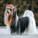 두테리어 이미지