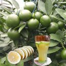 오부자청과 이미지