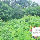 용문 행정사 네이버블로그