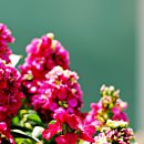 스프링 플라워 이미지