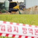 화성양돈 이미지