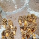 모렐 슬러리(Morel slurry)제조와 모렐튀김 이미지