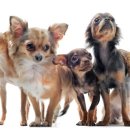 예쁜강아지 이미지