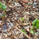 마가목민박 이미지