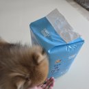 강아지 배변패드 쉬즈곤 3초패드 후기 | 강아지 배변패드 추천