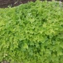 정성야채 이미지