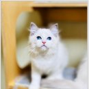 Fall in Rags 이미지